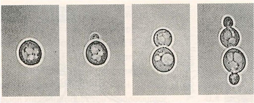 Ασκομύκητες Κυριότερα γένη: Saccharomyces, Candida, Aspergillus Saccharomyces cerevisiae Τα κύτταρα του Saccharomyces είναι συνήθως σφαιρικά, ωοειδή ή κυλινδρικά, και η κυτταρική διαίρεση γίνεται με