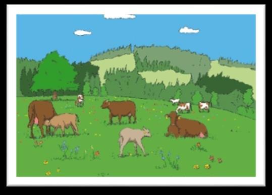 Βιολογικό γάλα Οι αγελάδες σε ένα βιολογικό αγρόκτημα δεν είναι μόνιμα περιορισμένες αλλά μπορούν να βόσκουν στα χωράφια από τα οποία τρέφονται με φυσικό χορτάρι.
