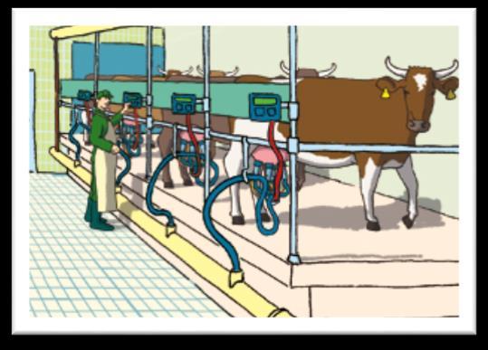 Οι αγρότες συλλέγουν τακτικά το γάλα από τις αγελάδες και το στέλλουν σε ειδικές εταιρείες γαλακτοκομικών προϊόντων που το εμφιαλώνουν ή το χρησιμοποιούν για να