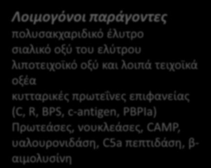 πνευμονικό επιθήλιο και ενδοθήλιο, προάγει την απελευθέρωση κυτταροκινών C5a πεπτιδάση > αδρανοποιεί