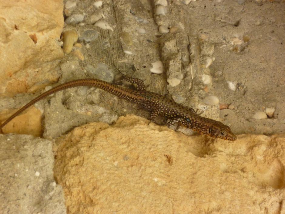 Η Ελληνική Σαύρα Hellenolacerta graeca (Bedriaga, 1886) Δρ Παναγιώτα Μαραγκού WWF Ελλάς, Αντιπρόεδρος του Δ.Σ. της Ελληνικής Ερπετολογικής Εταιρείας Εικόνα 1: Φωτογραφία της Ελληνικής Σαύρας Hellenolacerta graeca (φωτ.
