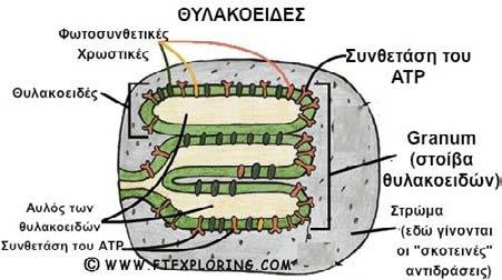 9 Στα κύτταρα των ευκαρυωτικών φωτοσυνθετικών οργανισμών (για τους προκαρυωτικούς περισσότερα παρακάτω), το όργανο που επιτελεί τη φωτοσύνθεση είναι ένα πλαστίδιο-οργανίδιο που ονομάζεται