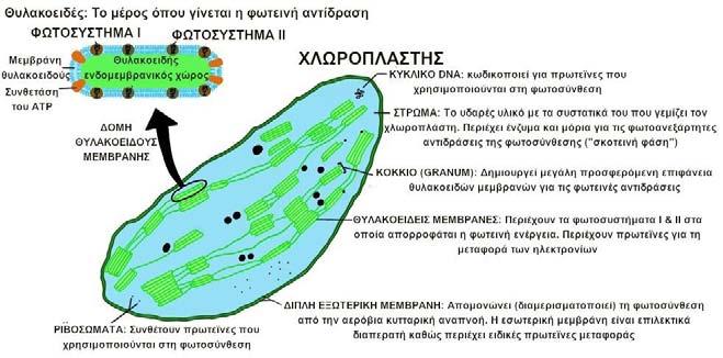 10 Σχήμα 2.7. Ο ρόλος του κάθε οργανικού μορφώματος στη λειτουργία του χλωροπλάστη.