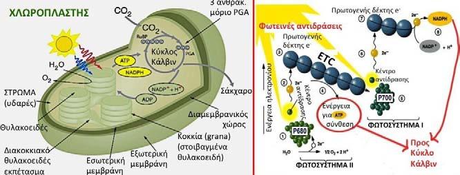 14 (οξείδωση της γλυκόζης σε διοξείδιο), υπάρχει μείωση της ελεύθερης ενέργειας κατά το ίδιο ποσό (ΔG = - 686 kcal/mol), εξεργονική.