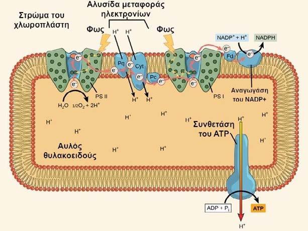 15 Ο δέκτης ηλεκτρονίων NADP + της φωτεινής φάσης είναι το ξαδελφάκι του NAD + (νικοτιναμιδο-αδενινο-δινουκλεοτίδιο), του συνενζύμου που δρα ως δέκτης ηλεκτρονίων στην κυτταρική αναπνοή, διαφέρουν