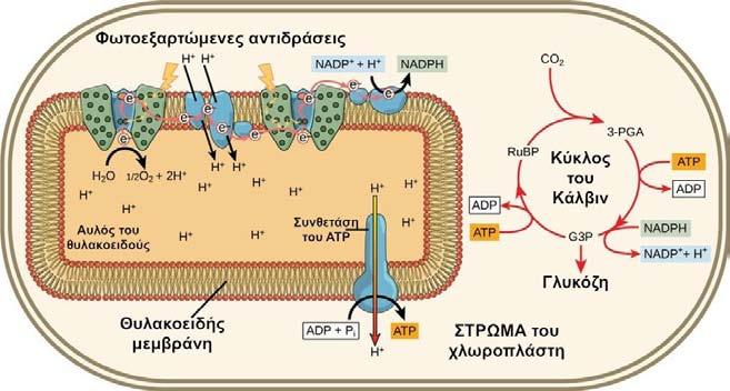 16 Σχήμα 2.11. Οι δύο καταστάσεις του συνενζύμου NADP ως οξειδωμένη μορφή (NADP + ) και ως ανηγμένη (NADPH).