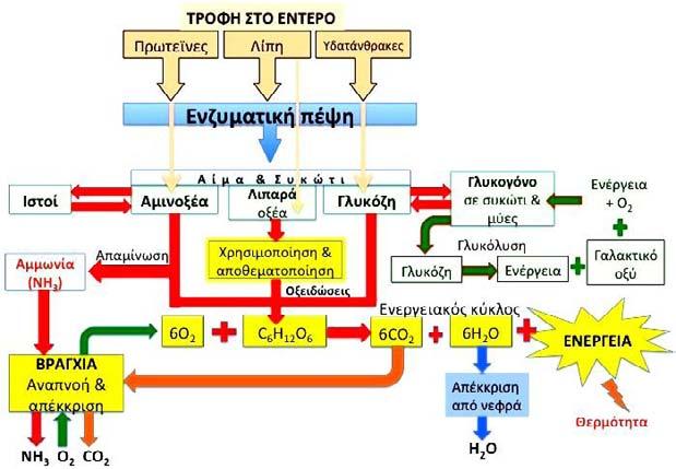 1 ΜΕΤΑΒΟΛΙΣΜΟΣ Κάθε οργανισμός για να διατηρηθεί χρειάζεται ενέργεια. Πρέπει να αποκτά ενέργεια συνεχώς για να μπορεί να επιτελεί κάθε φυσιολογική του δραστηριότητα.