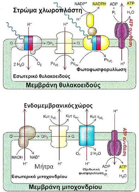 31 Σχήμα 2.24. Διαφορές στο μηχανισμό της χημειώσμωσης μεταξύ χλωροπλάστη και μιτοχονδρίου.