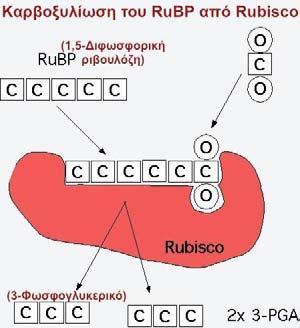 Σχηματική απεικόνιση της καταλυόμενης από το ένζυμο rubisco αντίδρασης του διοξειδίου του άνθρακα με τη διφοσφωρική ριβουλόζη για να