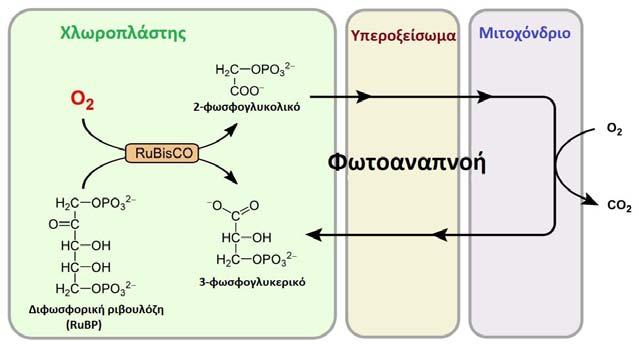 36 Φωτοαναπνοή Το ένζυμο rubisco εκτός από την έλξη του για CO 2 έλκεται (όσο παράδοξο και αν φαίνεται εκ πρώτοις) και από το Ο 2 επιτελώντας έτσι διπλό ρόλο στον κύκλο του Κάλβιν (Σχήμα 2.29).