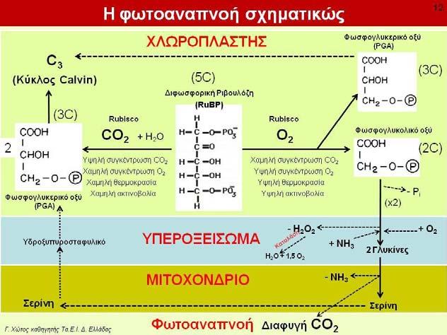 Με το που αυξήθηκαν όμως (όπως προαναφέρθηκε) τα επίπεδα του οξυγόνου, το rubisco μη έχοντας αλλάξει επέτρεψε τον ανταγωνισμό μεταξύ των δύο αερίων να γίνεται εμφανής.
