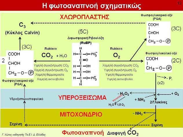 Με το που αυξήθηκαν όμως (όπως προαναφέρθηκε) τα επίπεδα του οξυγόνου, το rubisco μη έχοντας αλλάξει επέτρεψε τον ανταγωνισμό μεταξύ των δύο αερίων να γίνεται εμφανής.