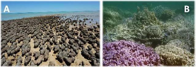 44 θαλάσσιο μακροφύκος Halimeda παράγει ανθρακική «άμμο» (Σχήμα 2.