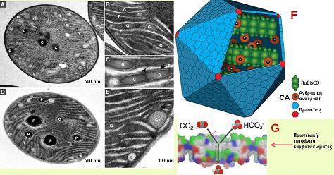 46 Γενικώς το rubisco ως ένζυμο, χαρακτηρίζεται από μια εκπληκτικά χαμηλή συνάφεια για το CO 2 (το υπόστρωμά του) πιθανώς λόγω του ό,τι εξελίχθηκε στην αρχαία ατμόσφαιρα η οποία είχε πολύ υψηλότερα