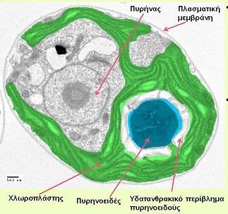 47 Σχήμα 2.40. Τεχνητώς χρωματισμένη τομή φυκικού κυττάρου για να δειχθεί το ευμέγεθες πυρηνοειδές εντός του χλωροπλάστη.