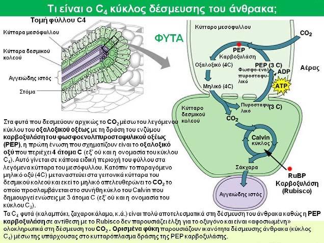 Στο πυρηνοειδές συγκεντρώνεται μεγάλη ποσότητα RuBisCO. Σχήμα 2.41.