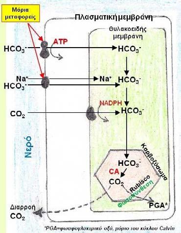 50 την κατάληψη του κέντρου αντίδρασης του rubisco.