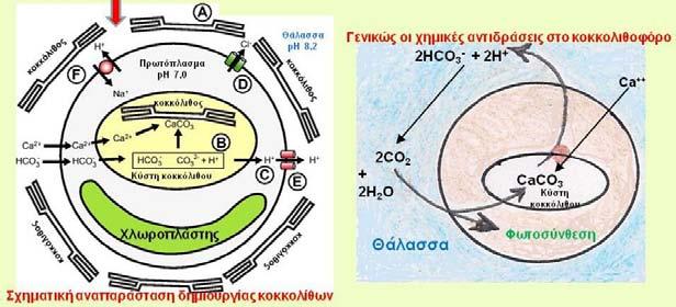 54 σκοπός όλης αυτής της πολύπλοκης διαδικασίας που έχει ως ορατό αποτέλεσμα την ενασβέστωση, είναι να οδηγηθούν έξω από το κύτταρο τα πρωτόνια για να αντιδράσουν με τα διττανθρακικά προς παραγωγή