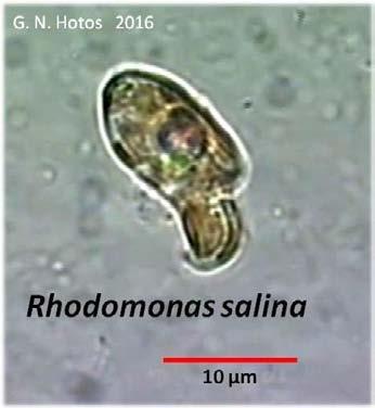 Chlorella, διάτομα Navicula, Phaeodactylum, Nitzschia, κ.ά.) είναι πραγματικά μικτότροφα (ταυτόχρονα αυτότροφα και ετερότροφα) σε κατάλληλες συνθήκες καλλιέργειας.
