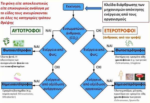 5 Σχήμα 2.2. Γενική κατηγοριοποίηση σε ομοιογενή σύνολα ως προς τον τρόπο απόκτησης της ενέργειάς των, των διαφόρων οργανισμών. 11.