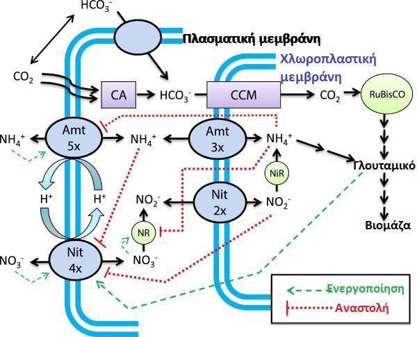 60 απονιτροποίηση δηλαδή τη μετατροπή των νιτρικών σε αέριο άζωτο που και αυτή πραγματοποιείται από βακτήρια.