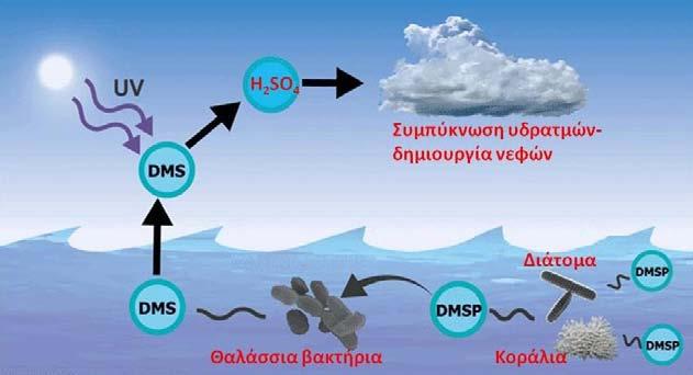 62 έτσι τις μεταβολικές τους ανάγκες σε άζωτο με τη λεγόμενη διαζωτοτροφία.