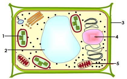 μανιτάρι σκύλος αμοιβάδα βακτήριο (4 Χ 0.25 μ = 1 μ) μ:. (δ) Πιο κάτω απεικονίζεται ένα κύτταρο.