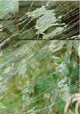 Προέρχεται από τις εύκρατες και τροπικές περιοχές μεταξύ της Ρωσίας και της νότιας Κίνας, συμπεριλαμβανομένου της Ιαπωνίας και της Ταϊβάν.