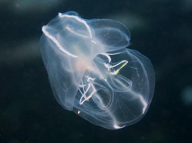 Εικόνα 13. Mnemiopsis leidyi, comb Jelly [86] 4.2.