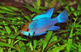 ambystomatidae