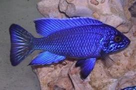 baenschi  sp