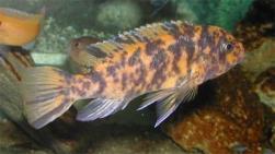 pseudotropheus