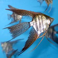 Maylandia femelle