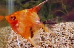 pterophyllum