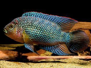 cichlasoma