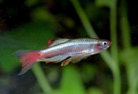 tanichthys