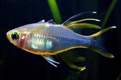 telmatherina