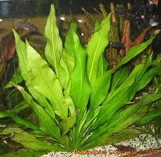 cryptocoryne