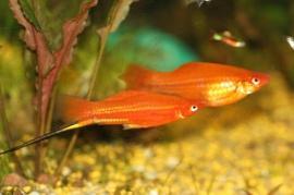 corail  