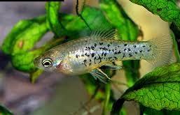 xyphophorus