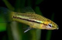 Milleri 