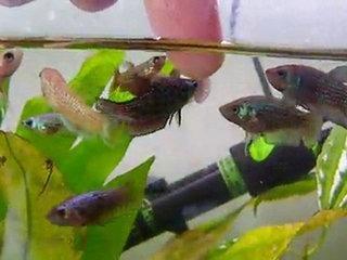 betta