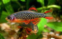 Bettas
