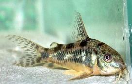 Paleatus 
