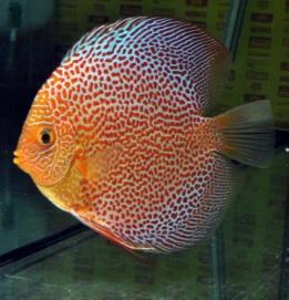 discus