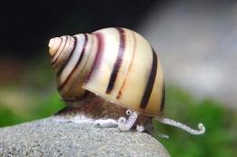 escargot
