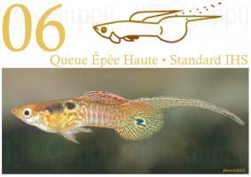 guppy selection