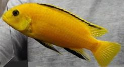 nicaraguensis