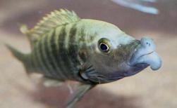 elongatus usisya