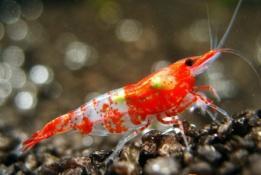 neocaridina